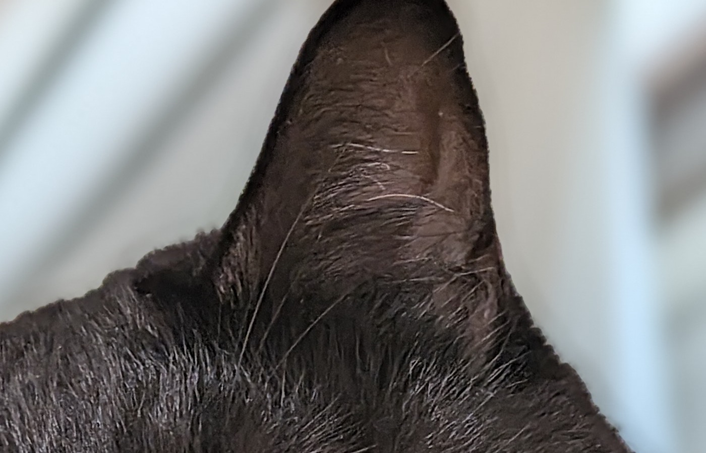 黒猫の耳を等倍で切り出した画像。耳の内側の細い産毛が1本ずつ分離して見える