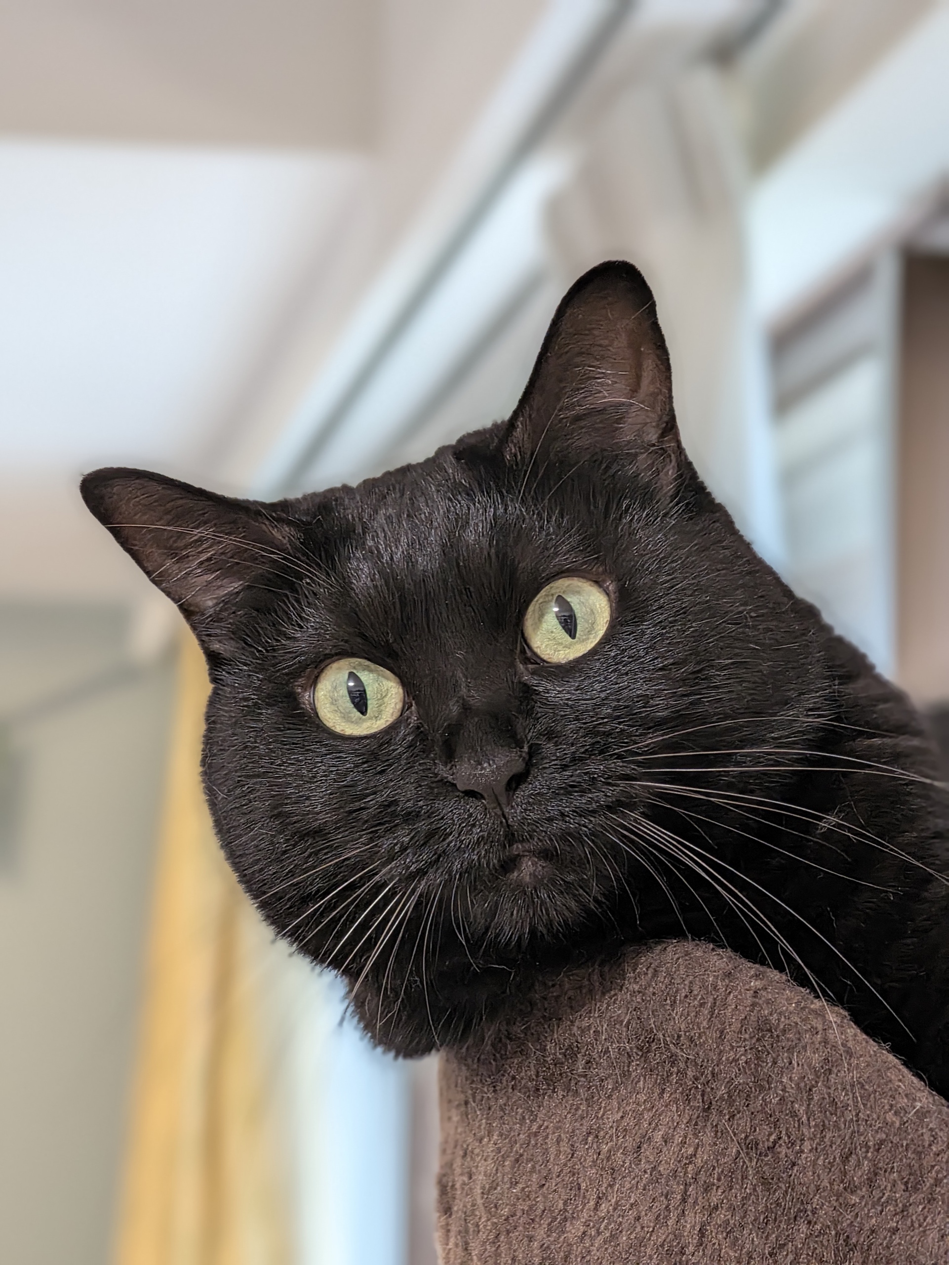 Pixel 11 Pro のポートレートモードで撮影した黒猫の顔。ヒゲが1本ずつ背景から分離し、耳の内側の産毛まで写っている