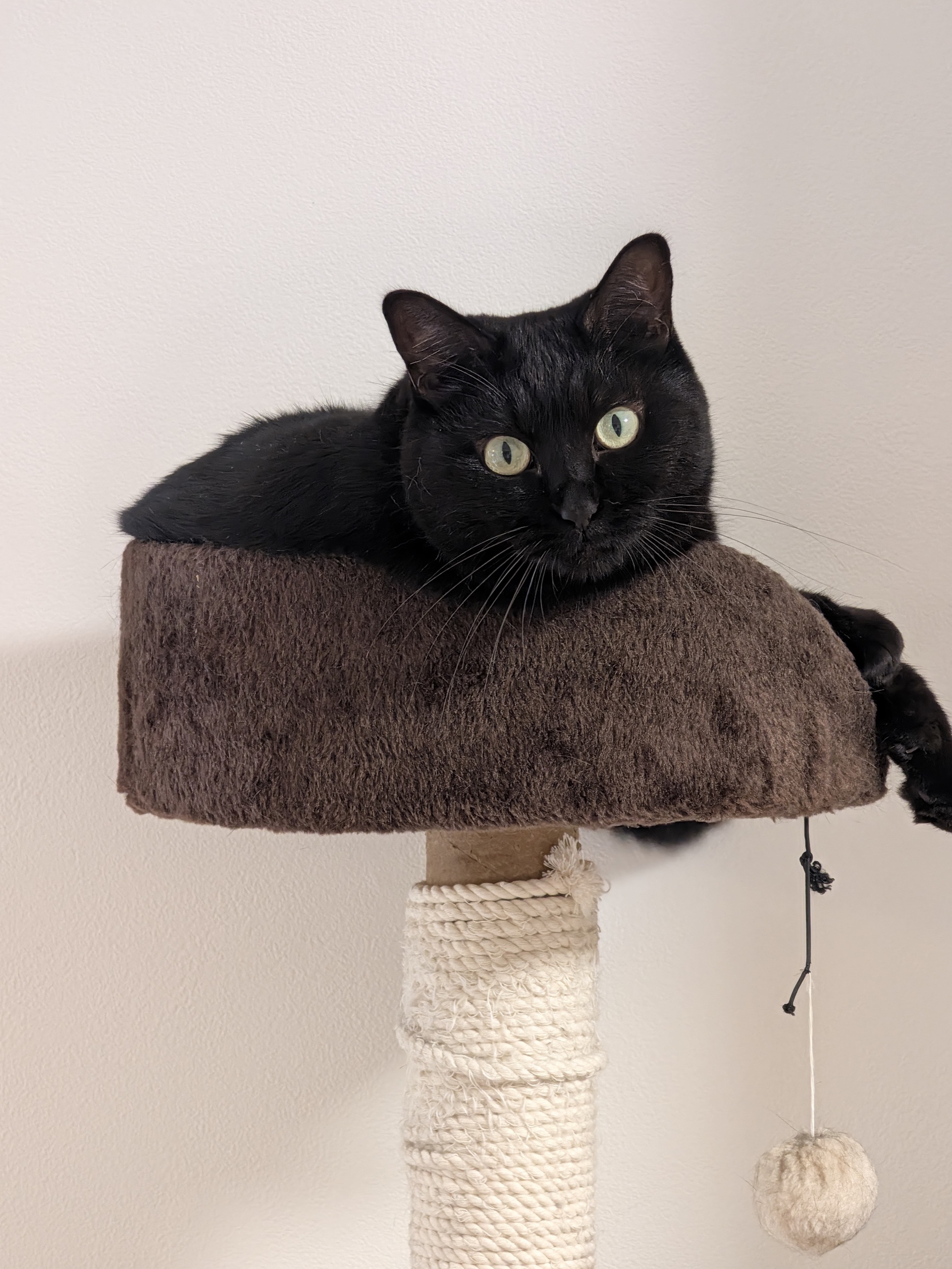 キャットタワーの上に伏せた黒猫を望遠カメラで撮影した写真。白い壁を背景に黒い毛の階調が残っている