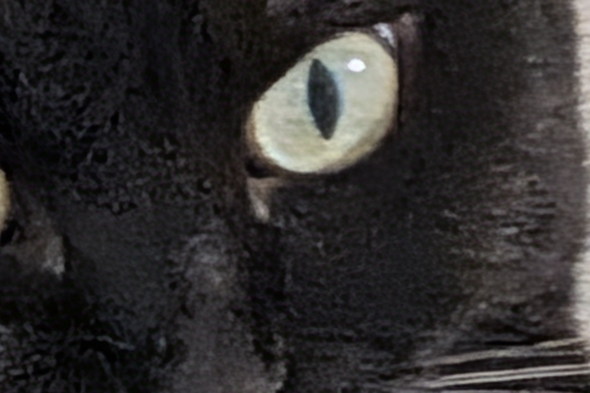 デジタルズームを重ねて撮った黒猫の目元を等倍で切り出した画像。毛が溶けてまだら状の塗り跡になっている
