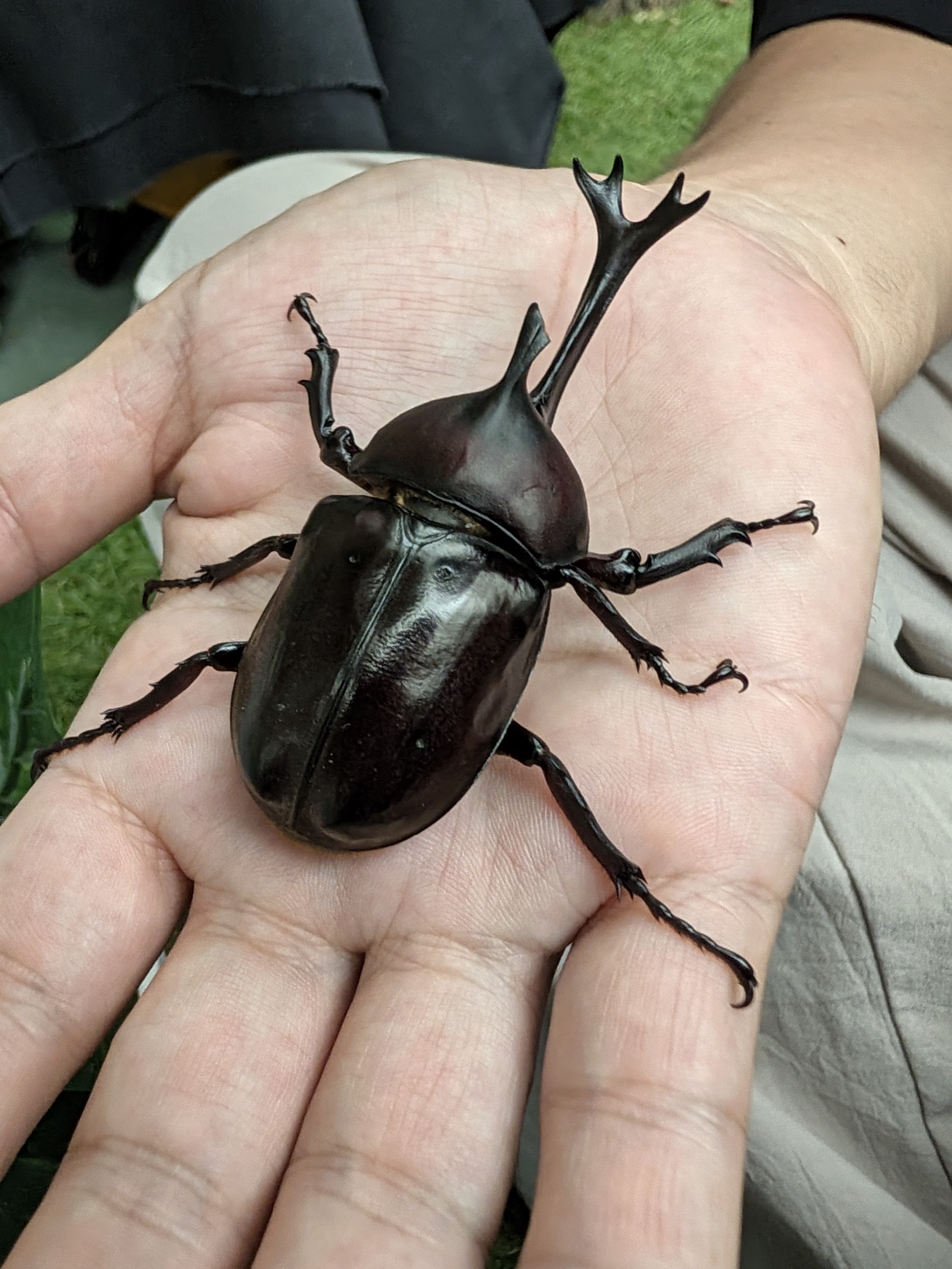 手のひらに乗ったカブトムシを接写した写真。角の分岐や脚のトゲ、甲羅のハイライトまで解像している