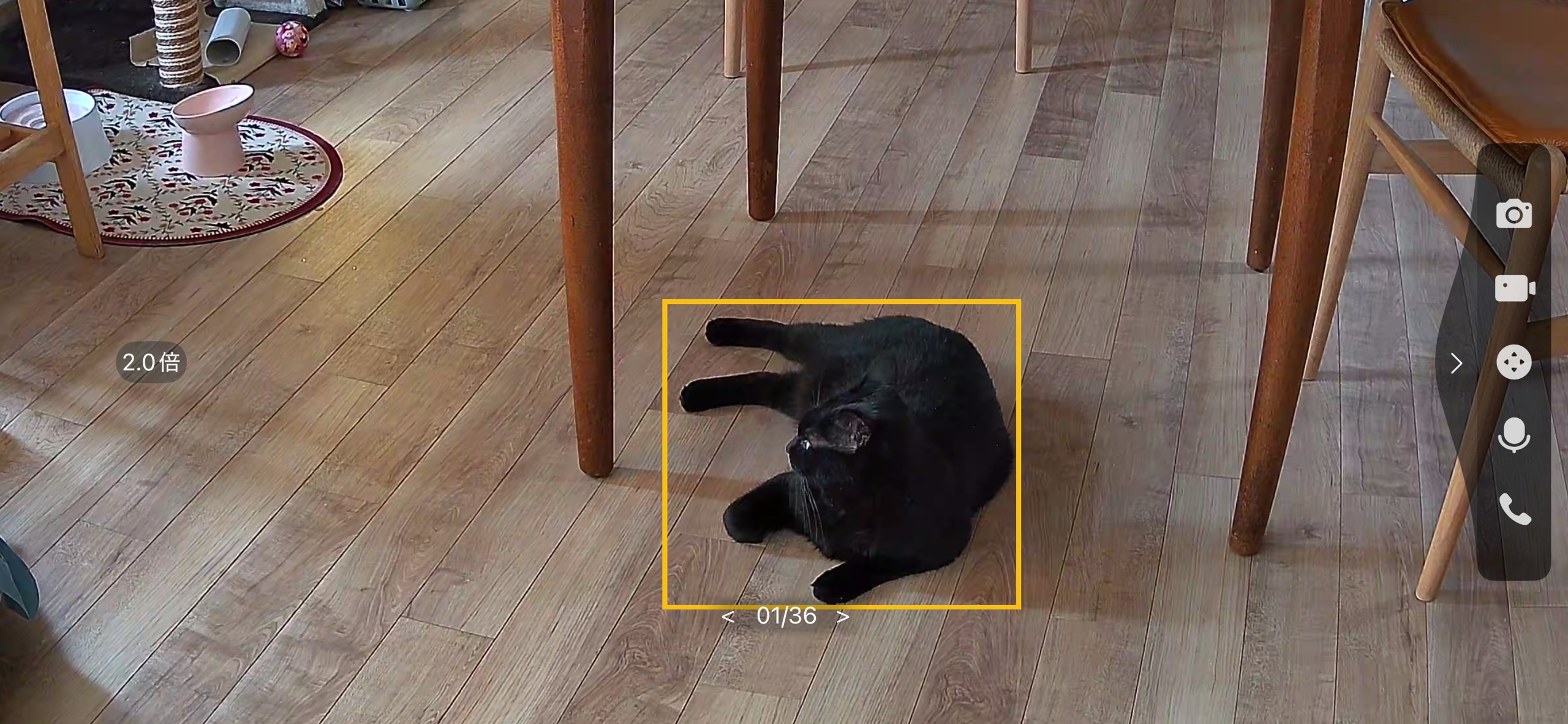 Tapo C260のライブ映像。フローリングに寝そべる黒猫が黄色い検知枠で囲まれている。2.0倍ズーム表示