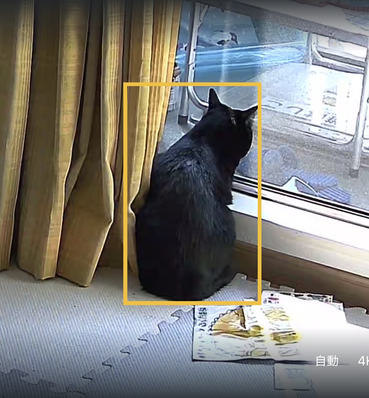 Tapo C260のライブ映像。窓辺で背中を向けて座り外を眺める黒猫が黄色い検知枠で囲まれている