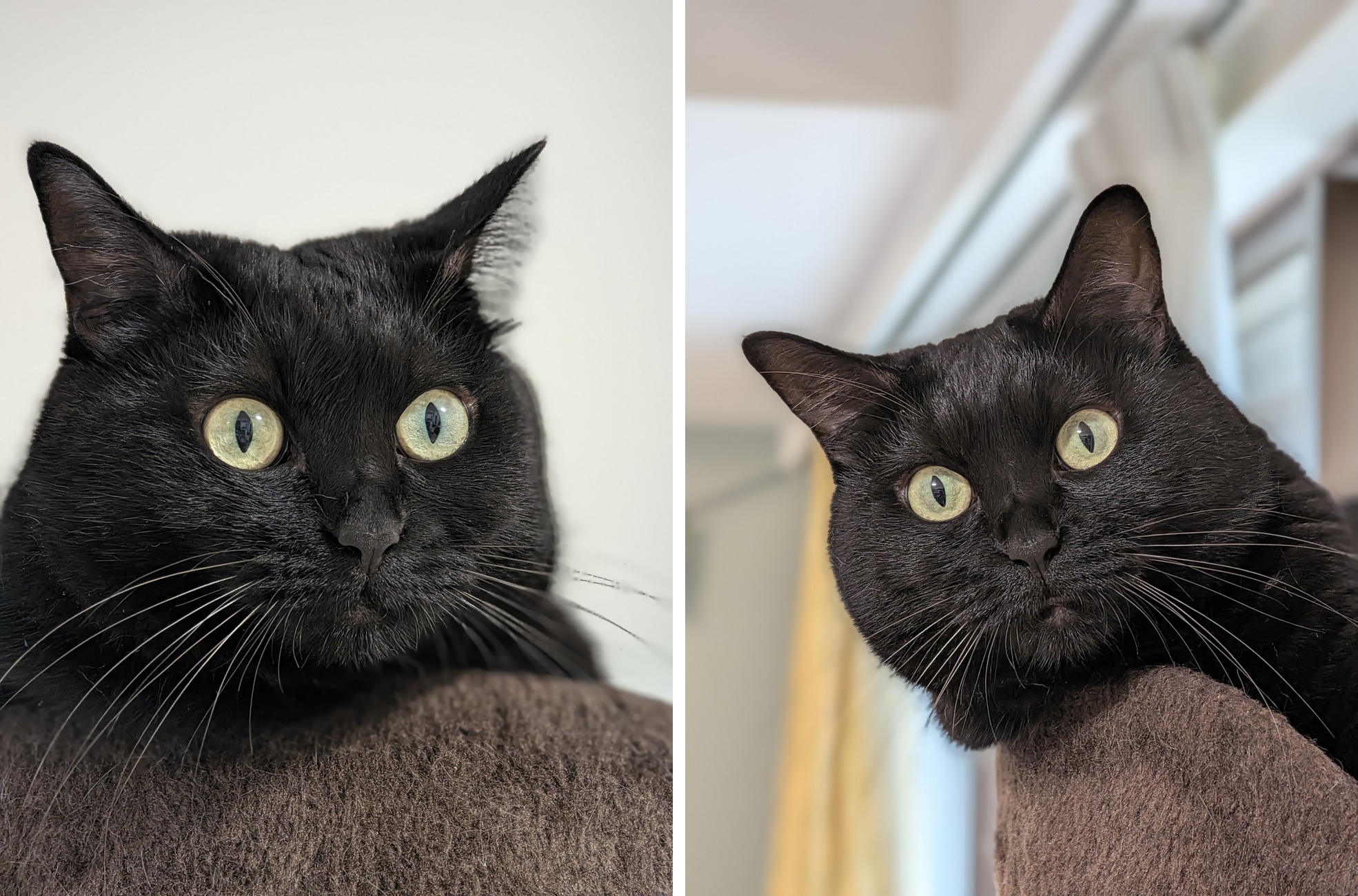 全身が黒い猫をポートレートモードで撮影した2枚。黄色い目のまわりの毛と髭が1本ずつ分離して写っている