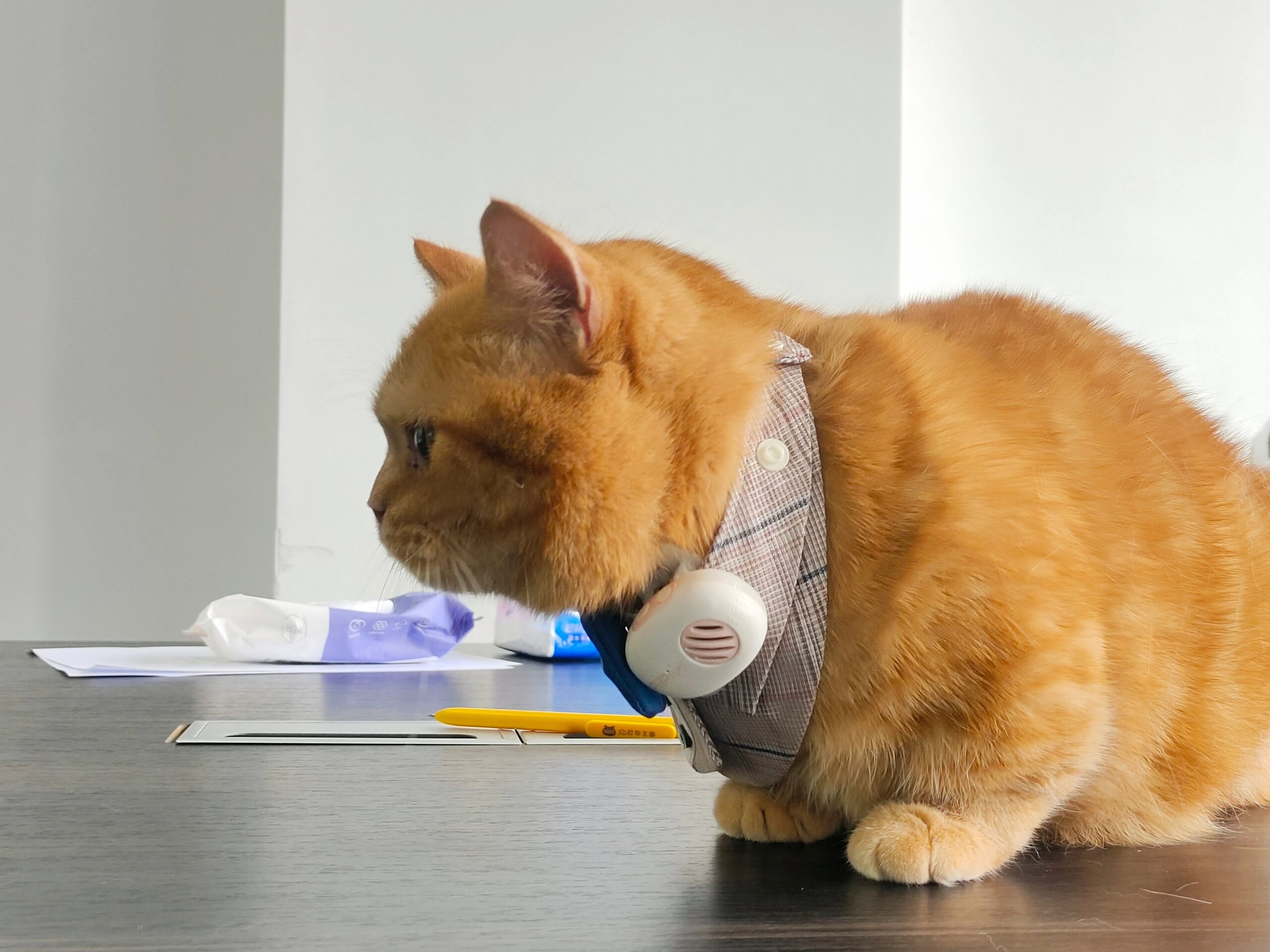 襟元に白いPettiChat本体をクリップで留めた茶トラの猫が、テーブルの上で前を見つめている様子