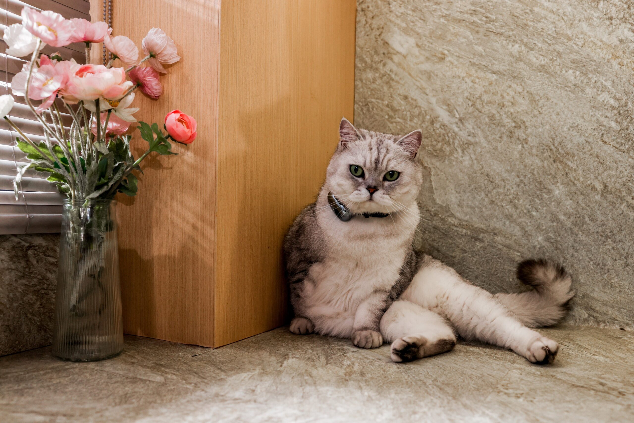 首輪にPettiChatを着けたシルバーの猫が、部屋の隅でくつろいでいる様子
