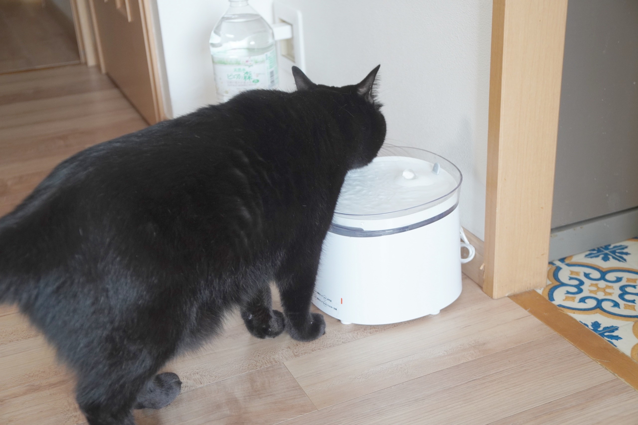 壁際に置いた給水器から立ったまま水を飲む黒猫