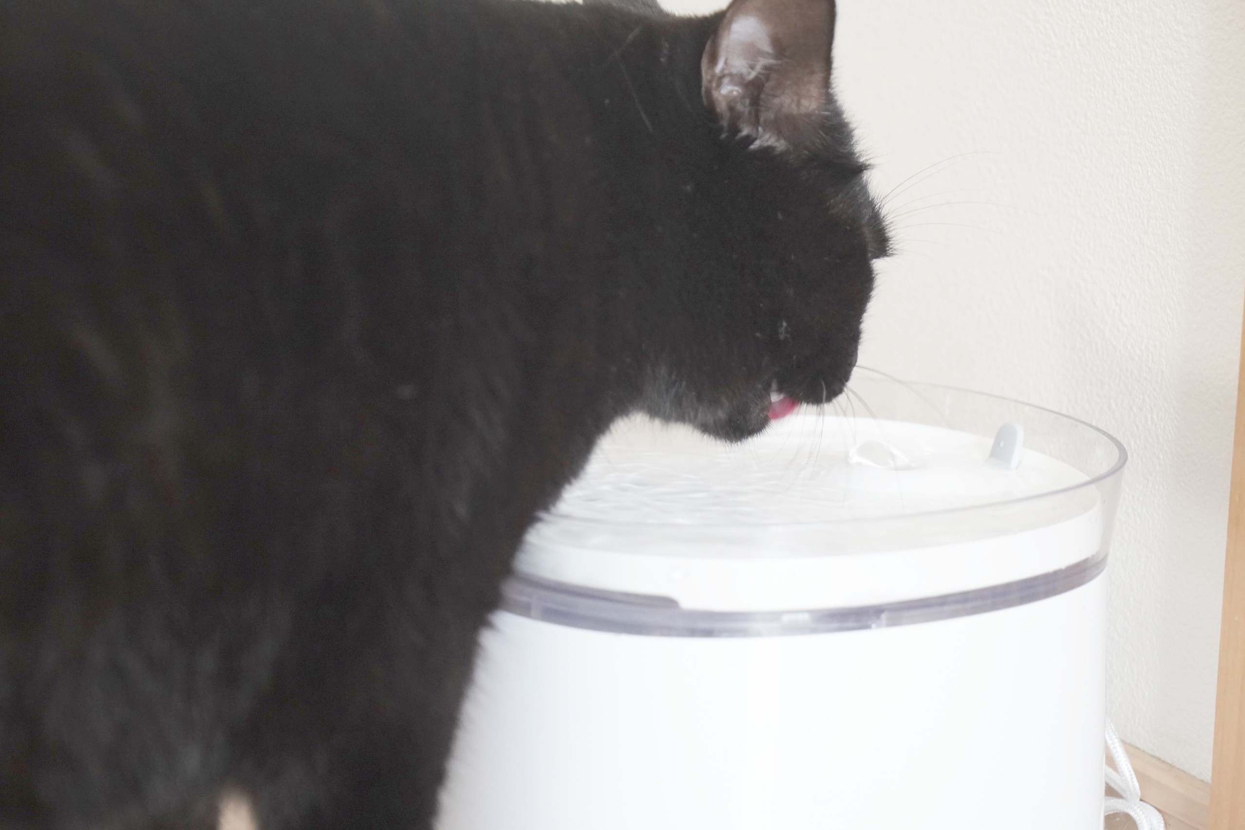 舌で水をすくって飲む黒猫のアップ
