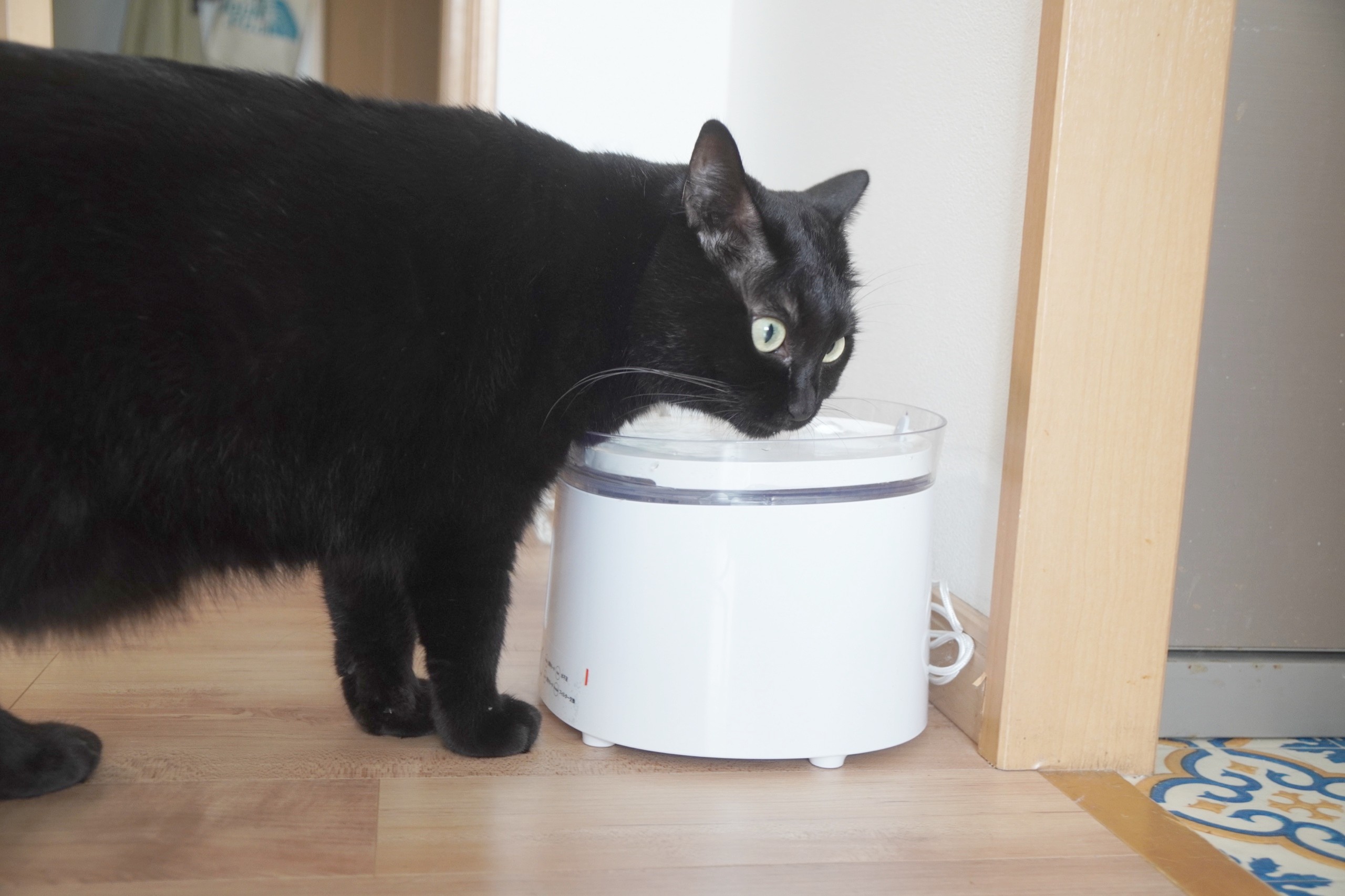 水受けに顔を寄せて水を飲みながらこちらを見る黒猫