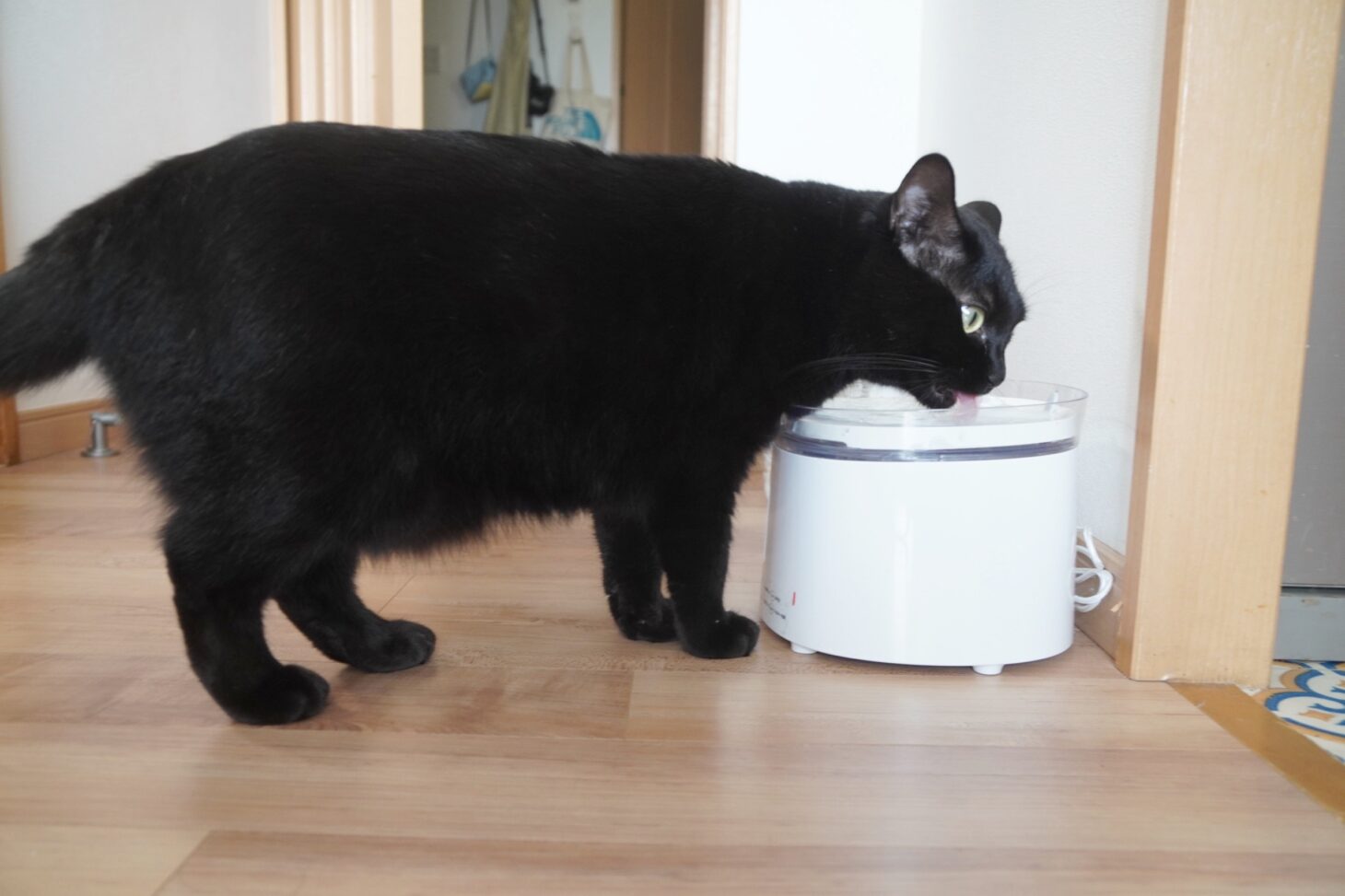 homerunPET ペットウォーターファウンテンから舌を出して水を飲む黒猫の全身