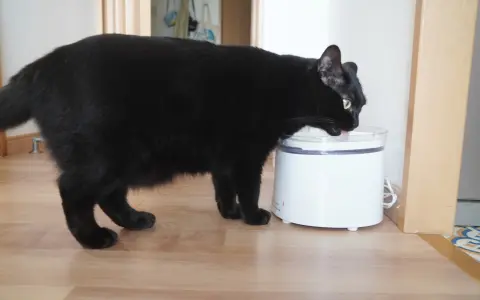 猫の給水器 homerunPET ペットウォーターファウンテン実機レビュー｜静音2Lで猫がよく水を飲むように・分解して洗う手順つき